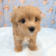 ふわもこ甘えんボーイ💙　ハーフ犬（マルチーズ×トイプードル）の男のコ💙　2026/8/6撮影　