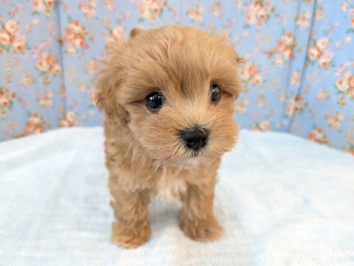ふわもこ甘えんボーイ💙　ハーフ犬（マルチーズ×トイプードル）の男のコ💙　2026/8/6撮影　