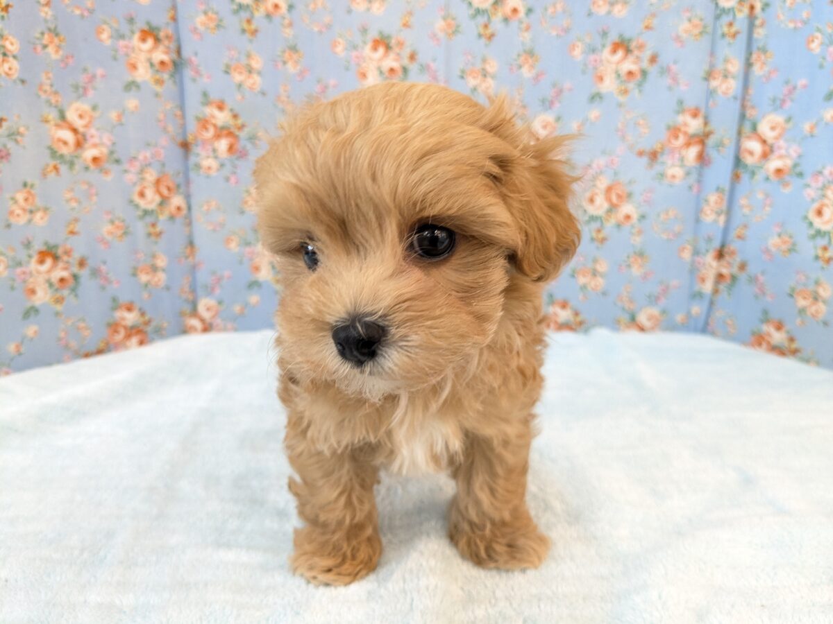 ふわもこ甘えんボーイ💙 ハーフ犬(マルチーズ×トイプードル)の男のコ💙 2026/8/6撮影 マルプー
