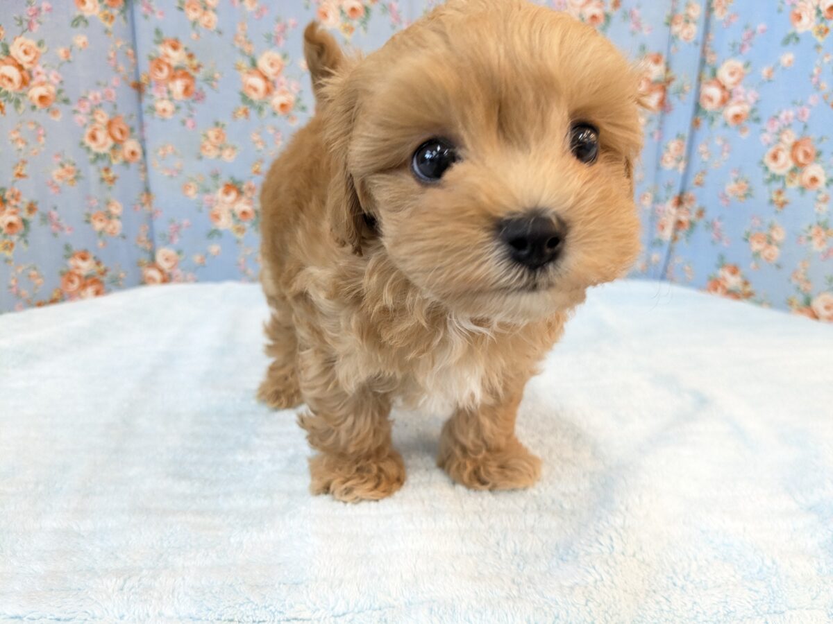 ふわもこ甘えんボーイ💙 ハーフ犬(マルチーズ×トイプードル)の男のコ💙 2026/8/6撮影 マルプー