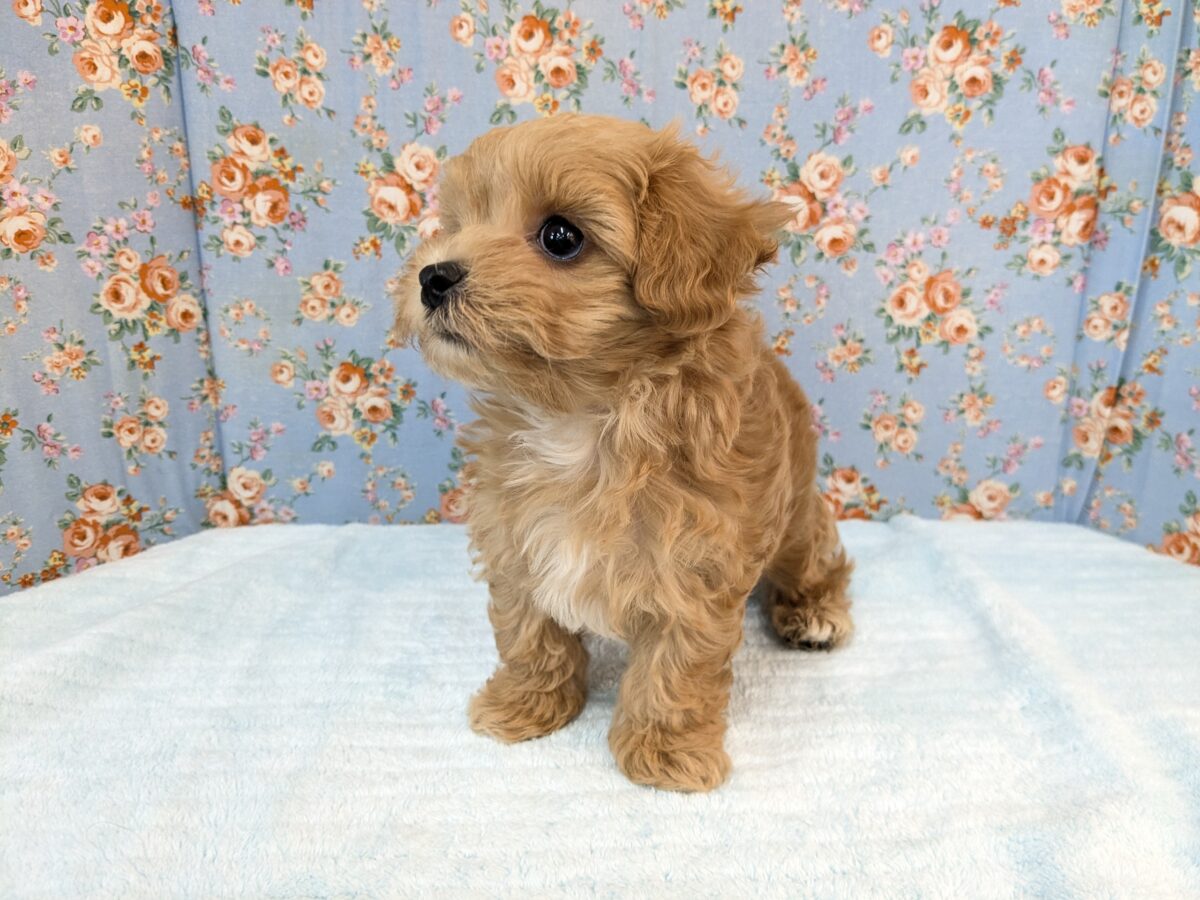 ふわもこ甘えんボーイ💙 ハーフ犬(マルチーズ×トイプードル)の男のコ💙 2026/8/6撮影 マルプー