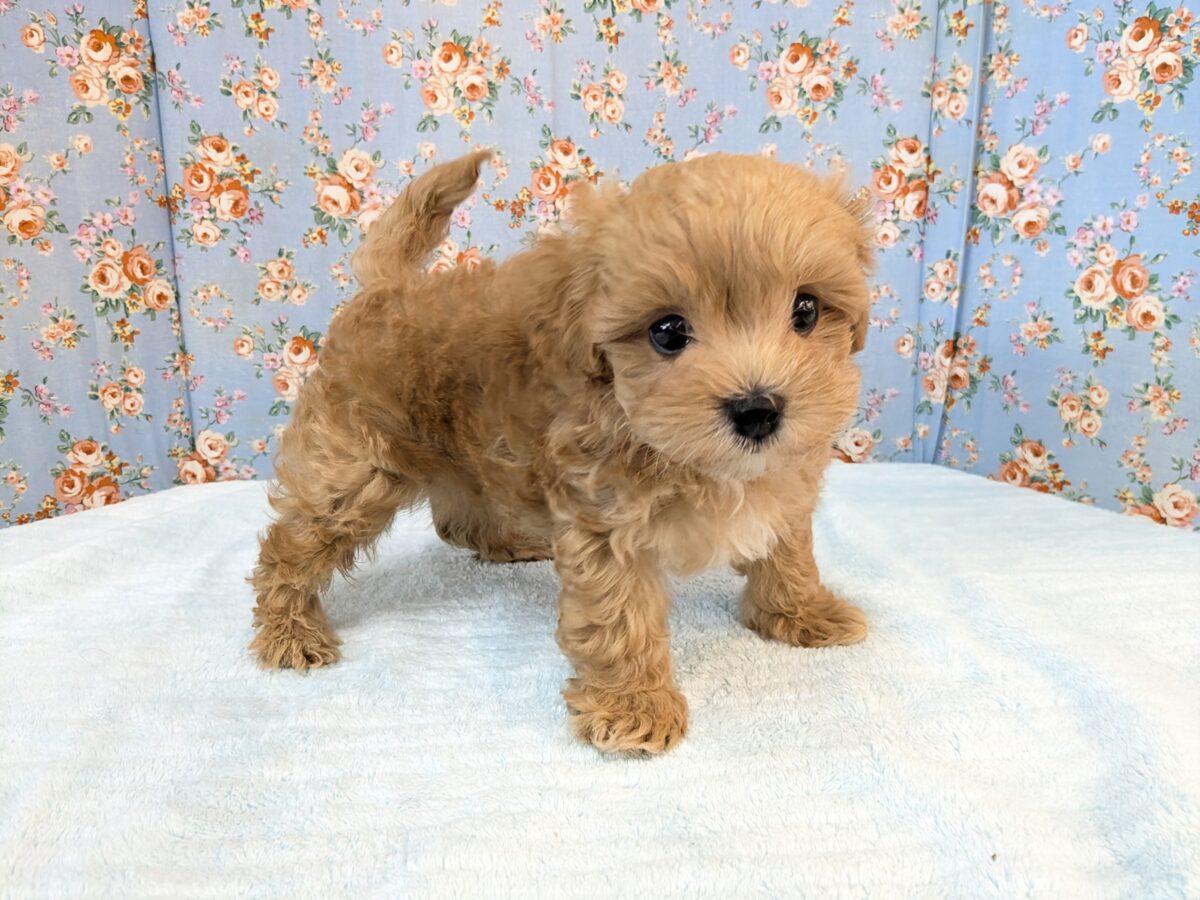 ふわもこ甘えんボーイ💙 ハーフ犬(マルチーズ×トイプードル)の男のコ💙 2026/8/6撮影 マルプー