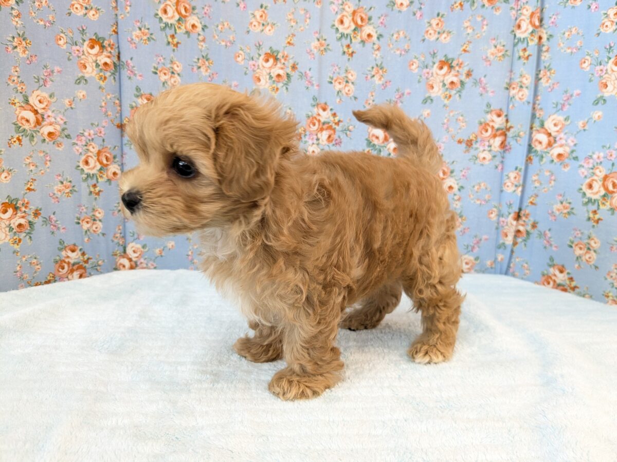 ふわもこ甘えんボーイ💙 ハーフ犬(マルチーズ×トイプードル)の男のコ💙 2026/8/6撮影 マルプー