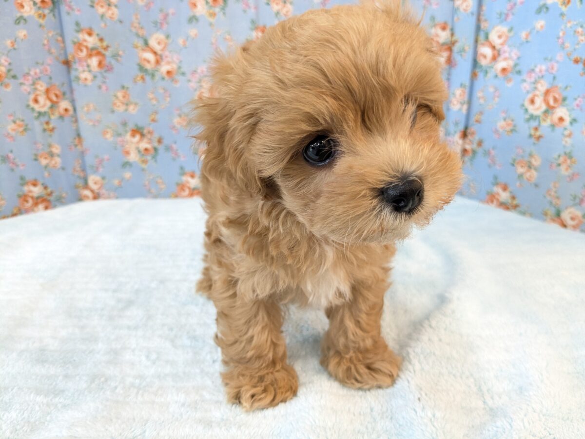 ふわもこ甘えんボーイ💙 ハーフ犬(マルチーズ×トイプードル)の男のコ💙 2026/8/6撮影 マルプー