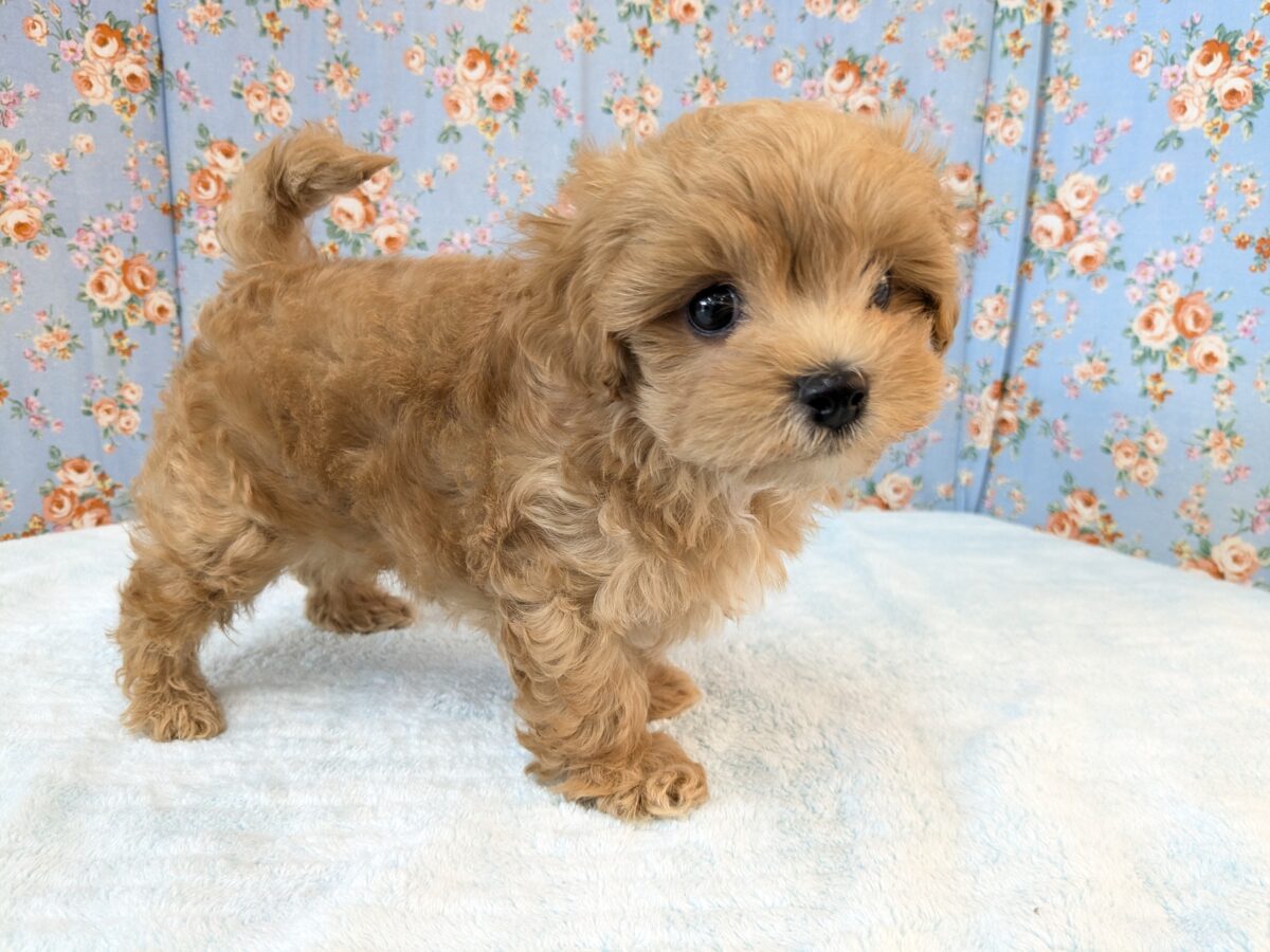 ふわもこ甘えんボーイ💙 ハーフ犬(マルチーズ×トイプードル)の男のコ💙 2026/8/6撮影 マルプー