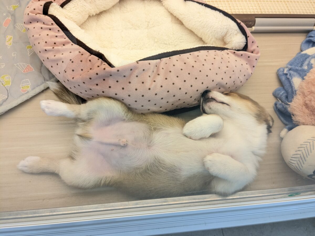 最新画像更新!!ボクのパパとママを当ててみて💗? ハーフ犬(チワワ×コーギー)の男のコ💙 2026/8/25撮影 チワコー