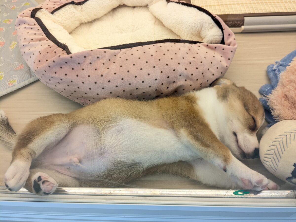 最新画像更新!!ボクのパパとママを当ててみて💗? ハーフ犬(チワワ×コーギー)の男のコ💙 2026/8/25撮影 チワコー