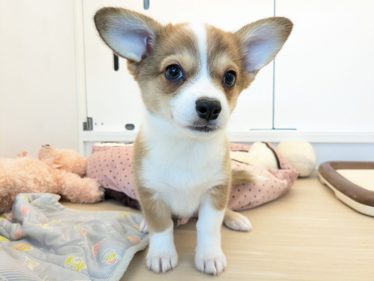 最新画像更新!!ボクのパパとママを当ててみて💗? ハーフ犬(チワワ×コーギー)の男のコ💙 2026/8/25撮影 チワコー