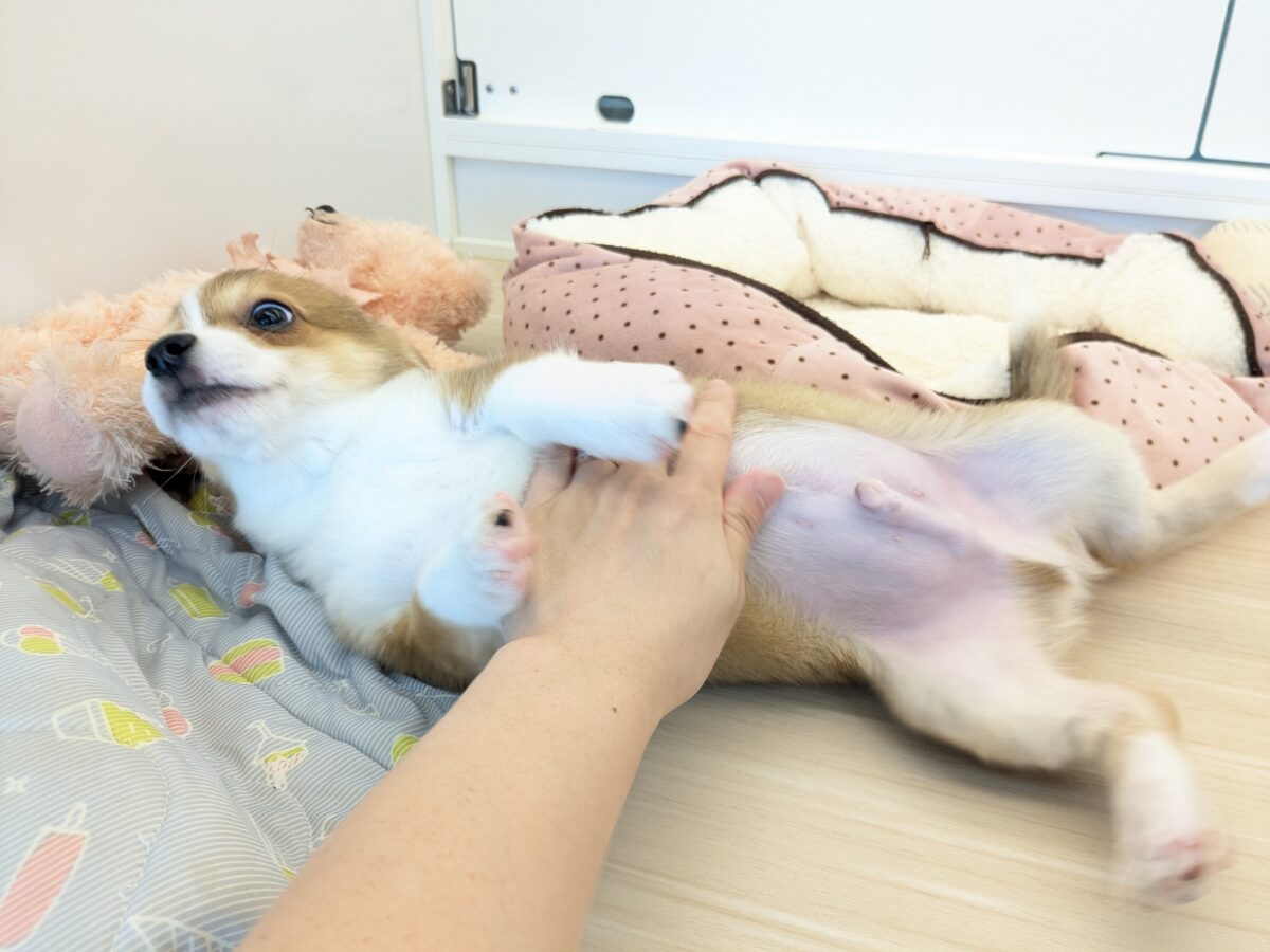 最新画像更新!!ボクのパパとママを当ててみて💗? ハーフ犬(チワワ×コーギー)の男のコ💙 2026/8/25撮影 チワコー