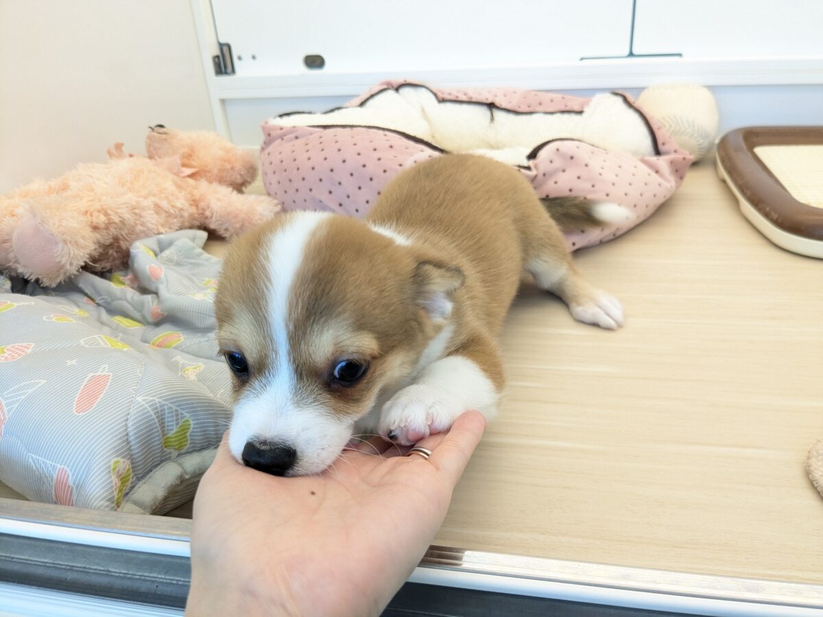 最新画像更新!!ボクのパパとママを当ててみて💗? ハーフ犬(チワワ×コーギー)の男のコ💙 2026/8/25撮影 チワコー
