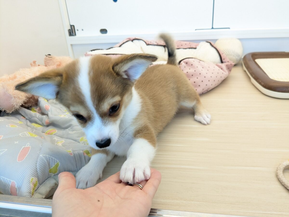 最新画像更新!!ボクのパパとママを当ててみて💗? ハーフ犬(チワワ×コーギー)の男のコ💙 2026/8/25撮影 チワコー