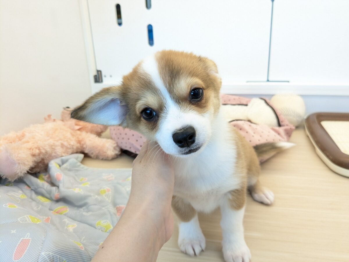 最新画像更新!!ボクのパパとママを当ててみて💗? ハーフ犬(チワワ×コーギー)の男のコ💙 2026/8/25撮影 チワコー