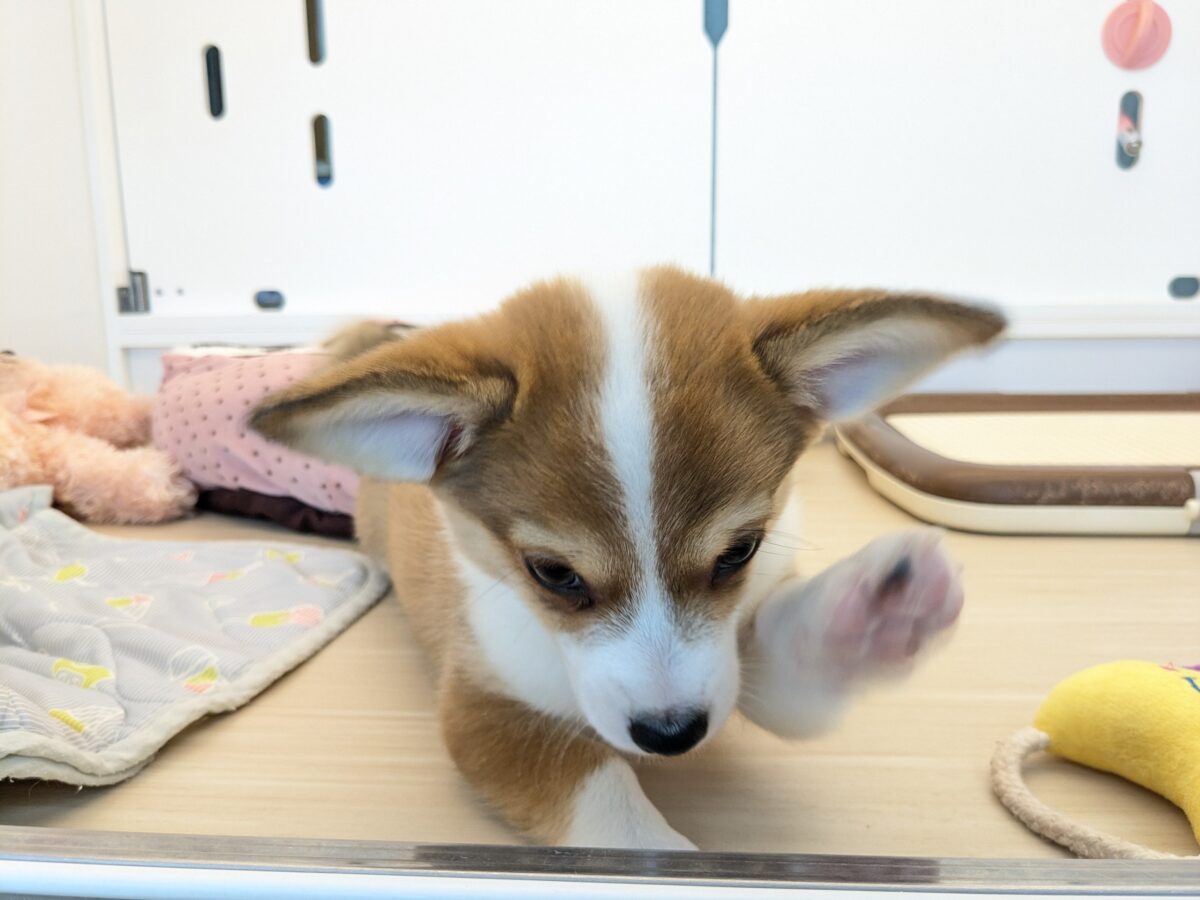 最新画像更新!!ボクのパパとママを当ててみて💗? ハーフ犬(チワワ×コーギー)の男のコ💙 2026/8/25撮影 チワコー