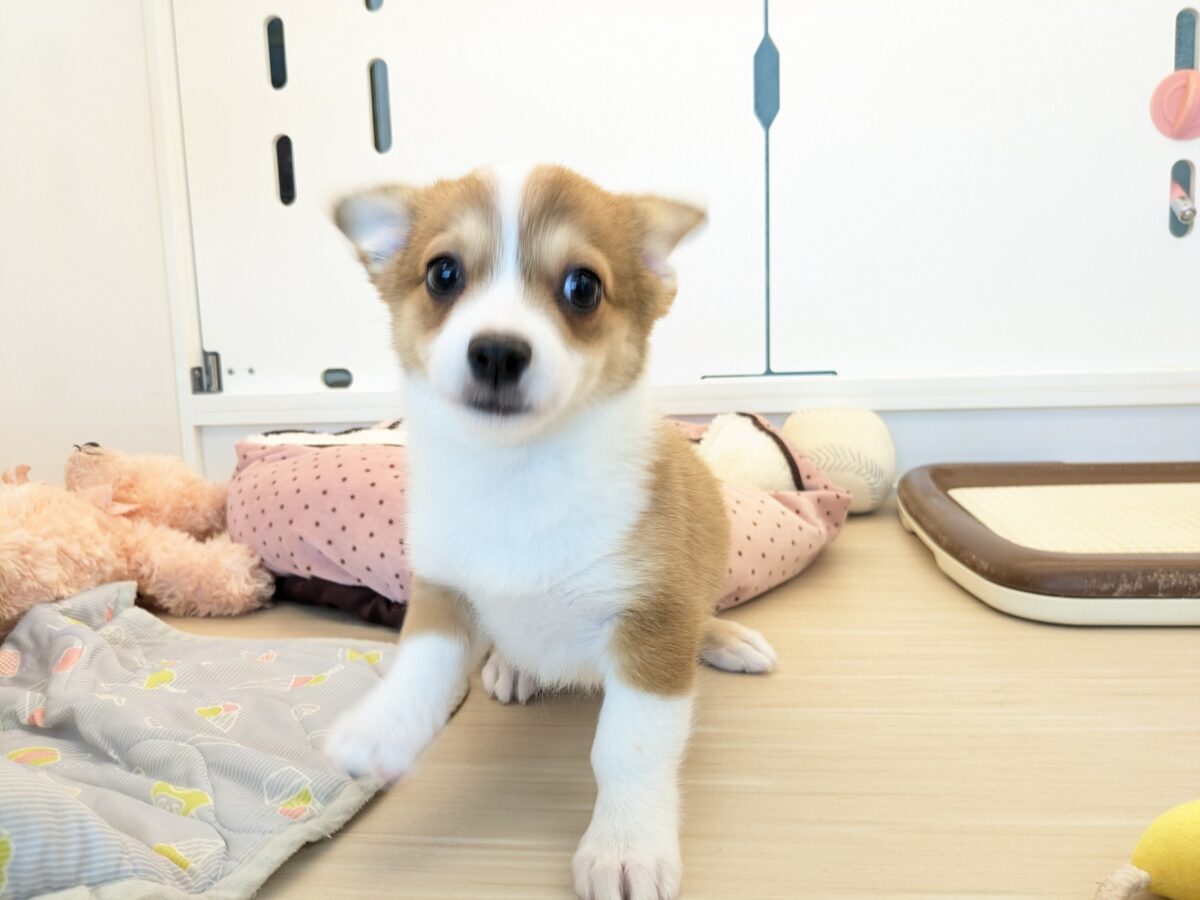 最新画像更新!!ボクのパパとママを当ててみて💗? ハーフ犬(チワワ×コーギー)の男のコ💙 2026/8/25撮影 チワコー