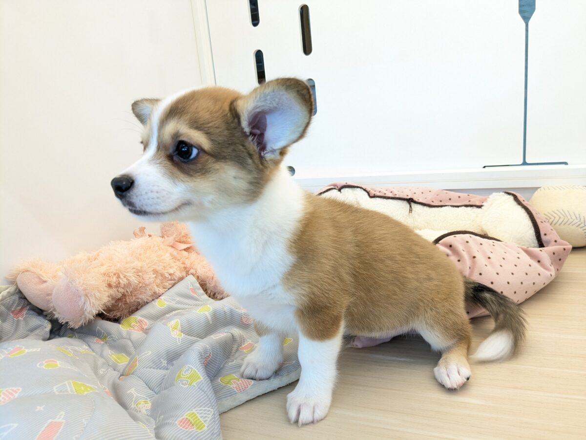 最新画像更新!!ボクのパパとママを当ててみて💗? ハーフ犬(チワワ×コーギー)の男のコ💙 2026/8/25撮影 チワコー
