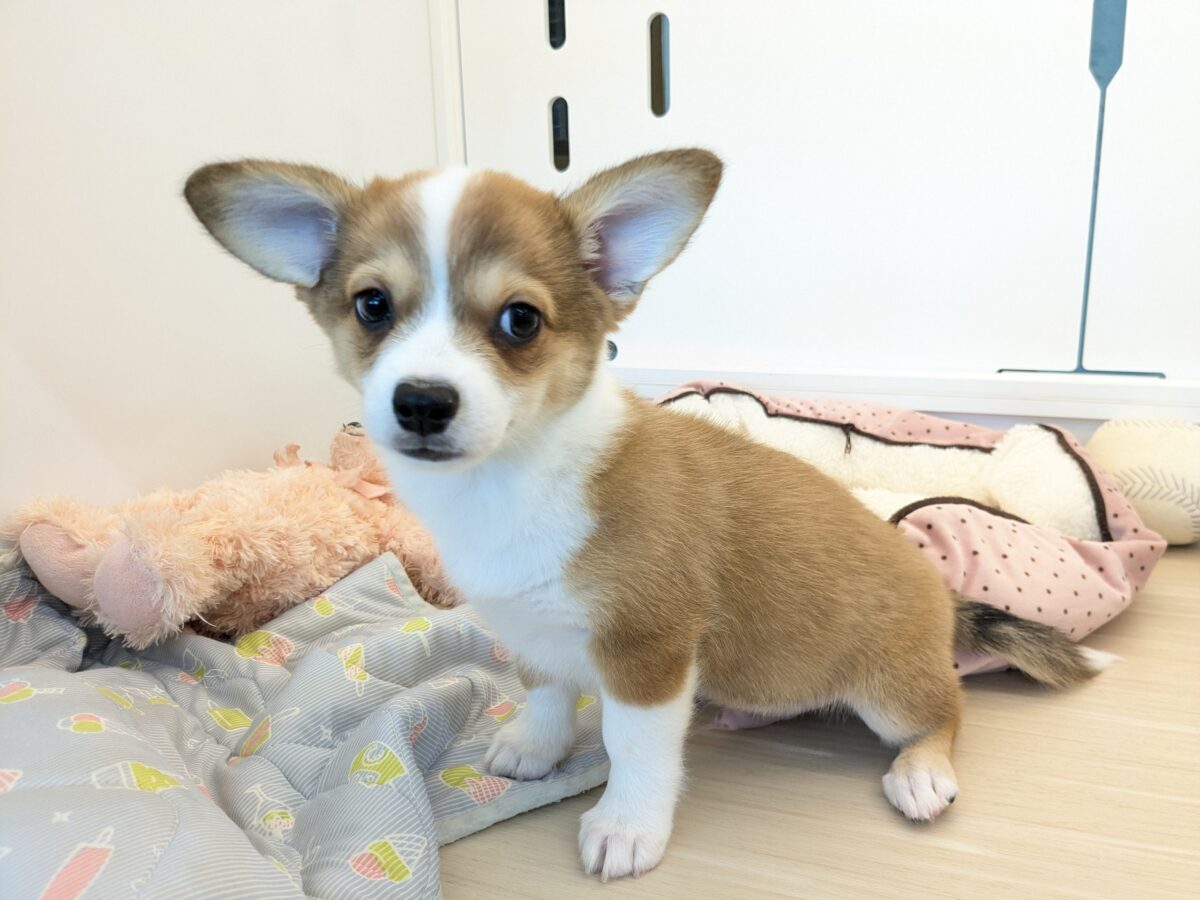 最新画像更新!!ボクのパパとママを当ててみて💗? ハーフ犬(チワワ×コーギー)の男のコ💙 2026/8/25撮影 チワコー