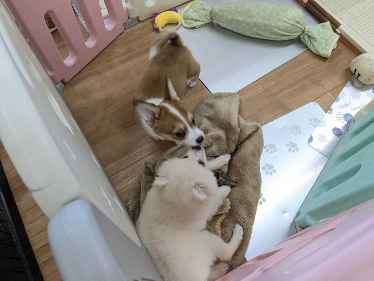 最新画像更新!!ボクのパパとママを当ててみて💗? ハーフ犬(チワワ×コーギー)の男のコ💙 2026/8/25撮影 チワコー