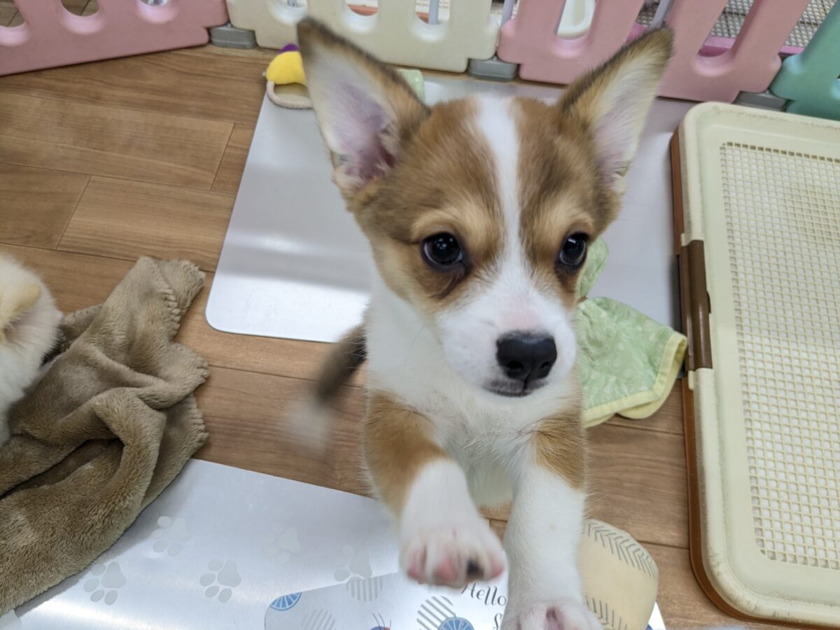 最新画像更新!!ボクのパパとママを当ててみて💗? ハーフ犬(チワワ×コーギー)の男のコ💙 2026/8/25撮影 チワコー