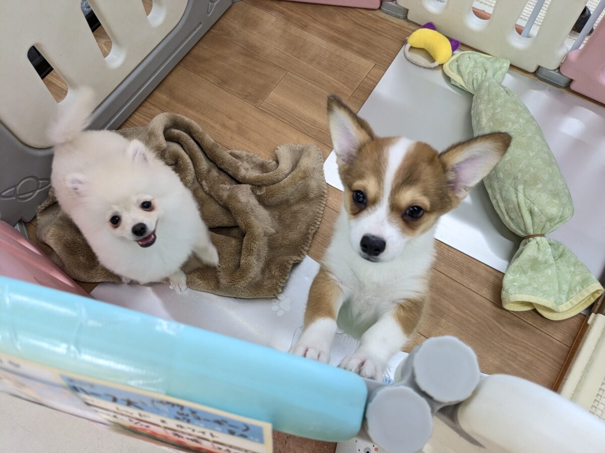 最新画像更新!!ボクのパパとママを当ててみて💗? ハーフ犬(チワワ×コーギー)の男のコ💙 2026/8/25撮影 チワコー