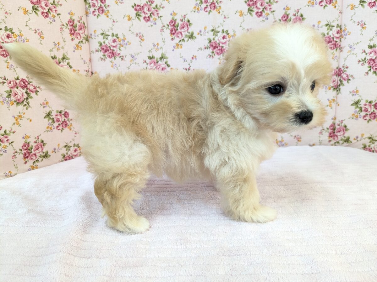ふっわふわ癒し系ガール💗 ハーフ犬(マルチーズ×トイプードル)の女のコ 2026/8/26撮影 マルプー