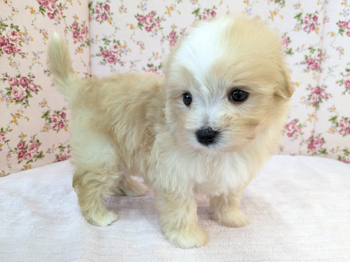 ふっわふわ癒し系ガール💗 ハーフ犬(マルチーズ×トイプードル)の女のコ 2026/8/26撮影 マルプー