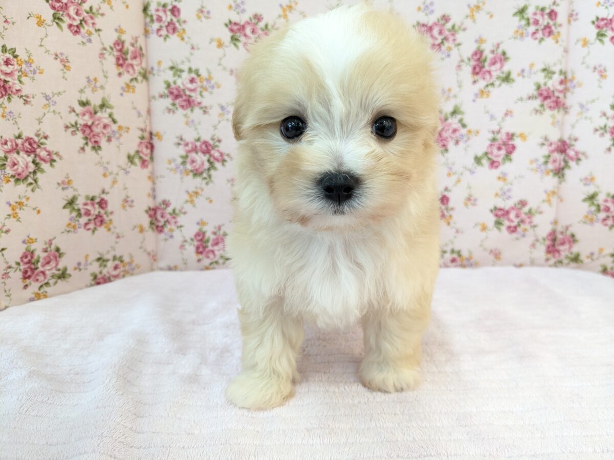 ふっわふわ癒し系ガール💗 ハーフ犬(マルチーズ×トイプードル)の女のコ 2026/8/26撮影 マルプー