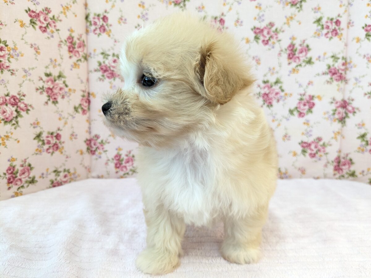 ふっわふわ癒し系ガール💗 ハーフ犬(マルチーズ×トイプードル)の女のコ 2026/8/26撮影 マルプー