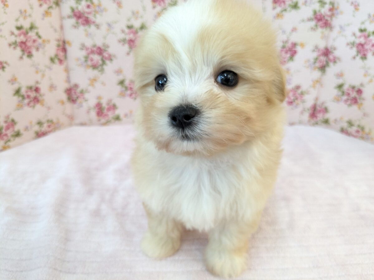 ふっわふわ癒し系ガール💗 ハーフ犬(マルチーズ×トイプードル)の女のコ 2026/8/26撮影 マルプー
