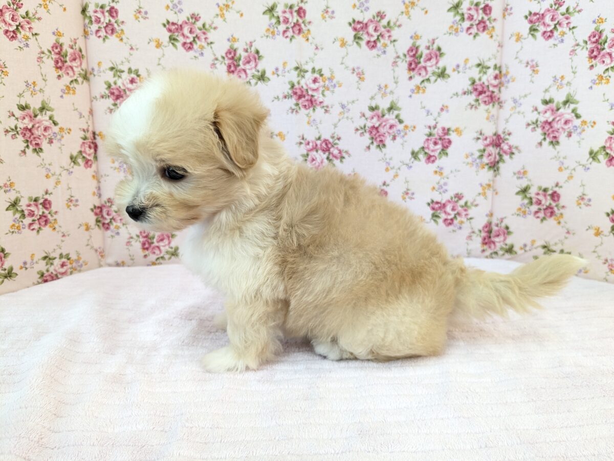 ふっわふわ癒し系ガール💗 ハーフ犬(マルチーズ×トイプードル)の女のコ 2026/8/26撮影 マルプー
