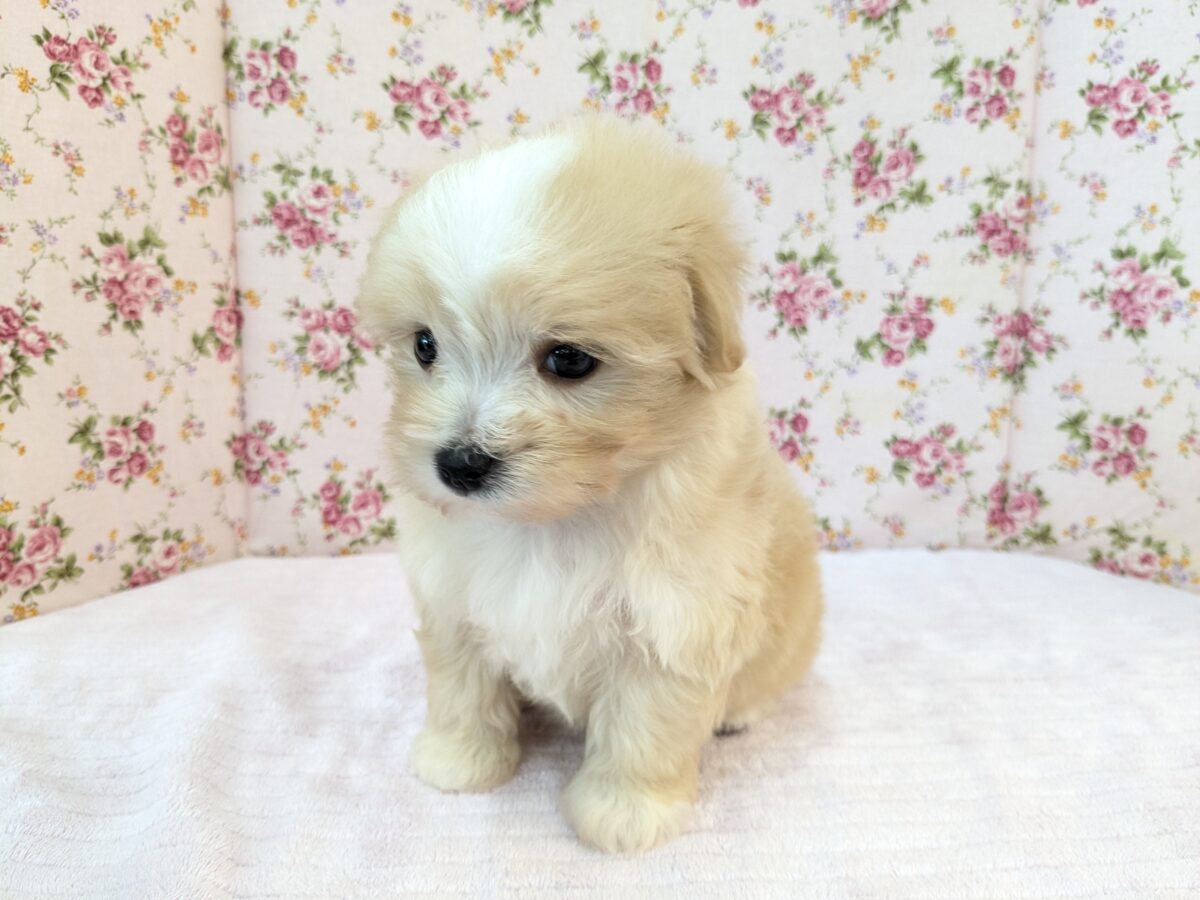 ふっわふわ癒し系ガール💗 ハーフ犬(マルチーズ×トイプードル)の女のコ 2026/8/26撮影 マルプー