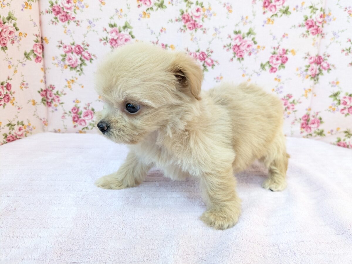 ちまっと可愛いおやゆび姫💗 ハーフ犬(チワワ×トイプードル)の女のコ 2026/8/26撮影 チワプー