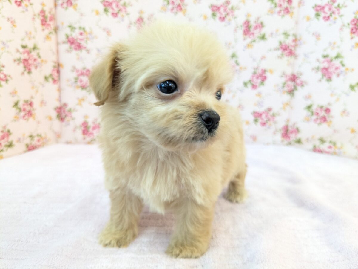 ちまっと可愛いおやゆび姫💗 ハーフ犬(チワワ×トイプードル)の女のコ 2026/8/26撮影 チワプー