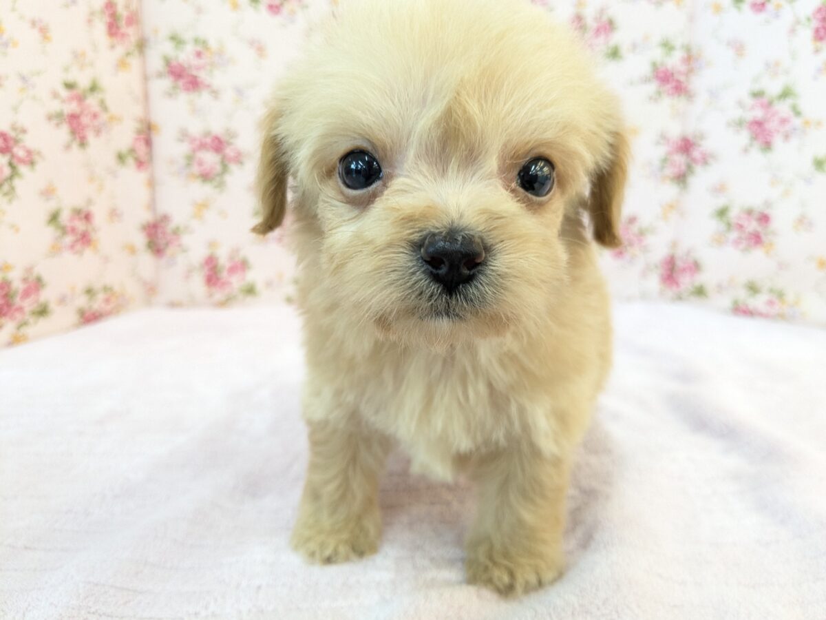 ちまっと可愛いおやゆび姫💗 ハーフ犬(チワワ×トイプードル)の女のコ 2026/8/26撮影 チワプー