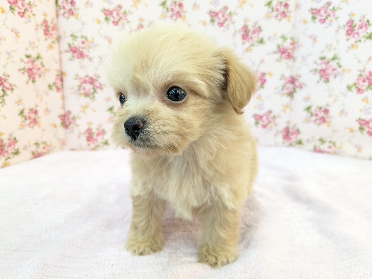 ちまっと可愛いおやゆび姫💗 ハーフ犬(チワワ×トイプードル)の女のコ 2026/8/26撮影 チワプー