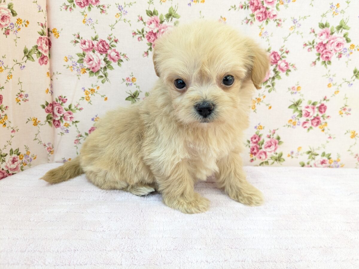 ちまっと可愛いおやゆび姫💗 ハーフ犬(チワワ×トイプードル)の女のコ 2026/8/26撮影 チワプー