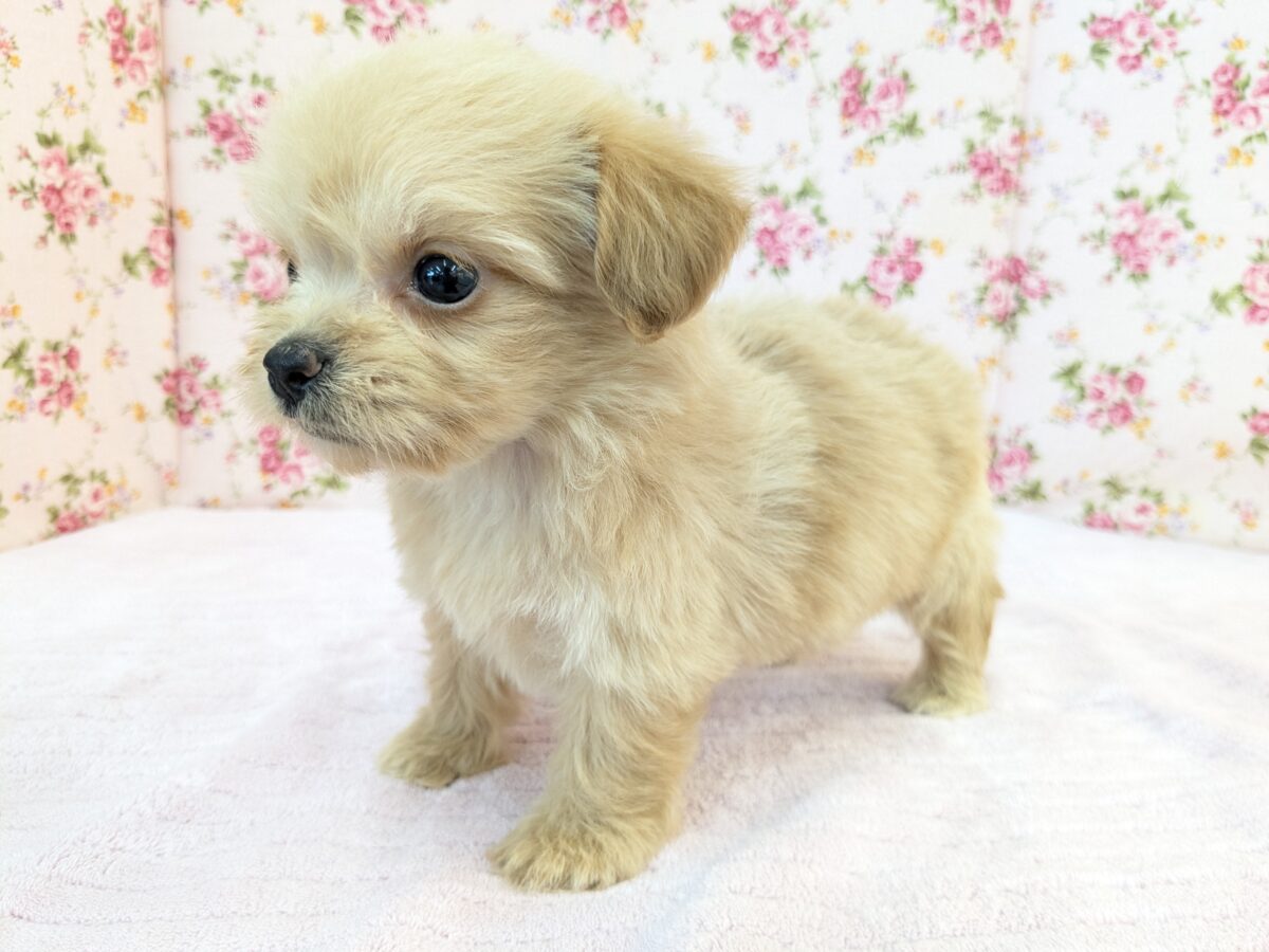 ちまっと可愛いおやゆび姫💗 ハーフ犬(チワワ×トイプードル)の女のコ 2026/8/26撮影 チワプー