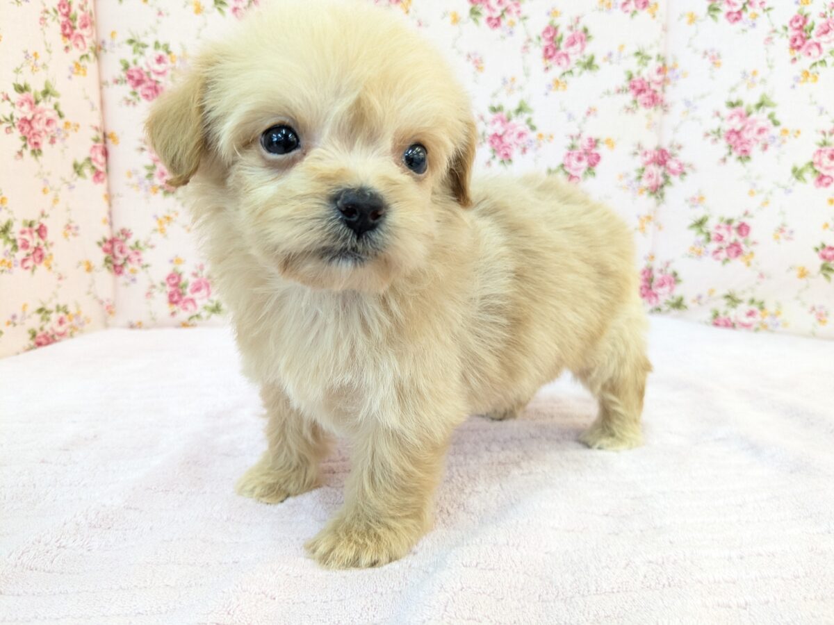 ちまっと可愛いおやゆび姫💗 ハーフ犬(チワワ×トイプードル)の女のコ 2026/8/26撮影 チワプー