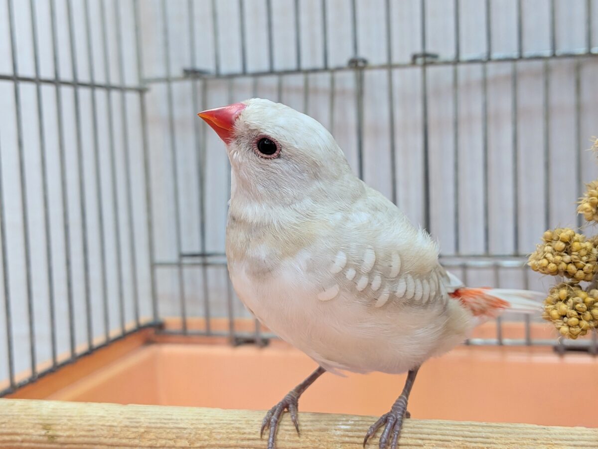 最新画像有ります🌟当店初🎉カラー✨ダイヤモンドフィンチヒナさん来ました〜💎 ダイヤモンドフィンチ