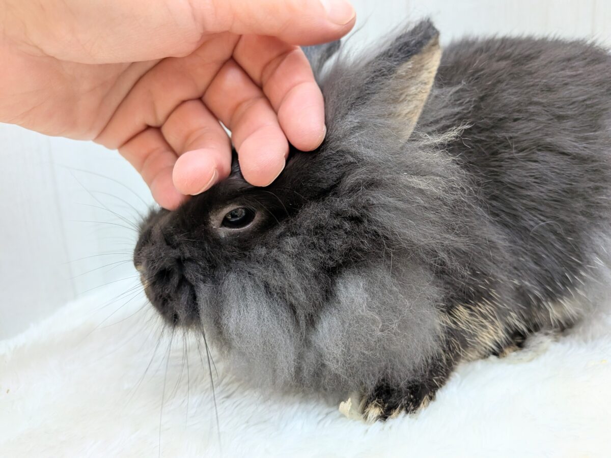 ライオンラビット