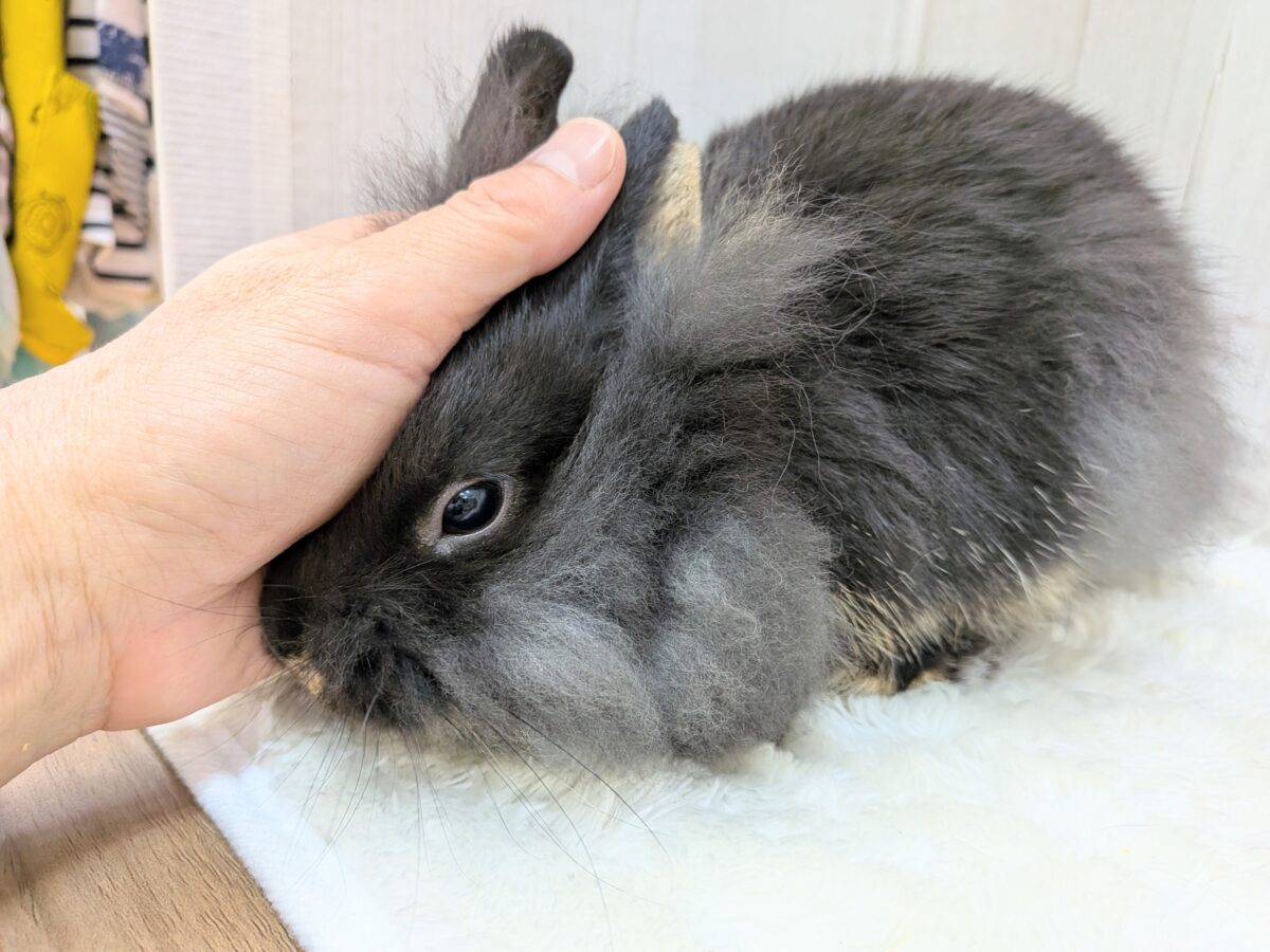 ライオンラビット