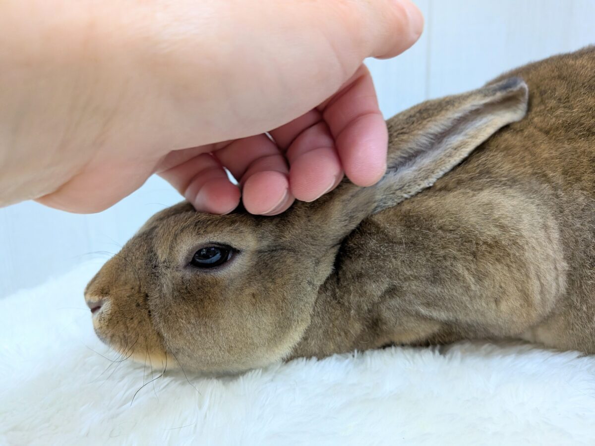 最新画像あります!とってもキュートなレッキスさん💕このモフモフに触れてみてください😊☘️ ミニレッキス