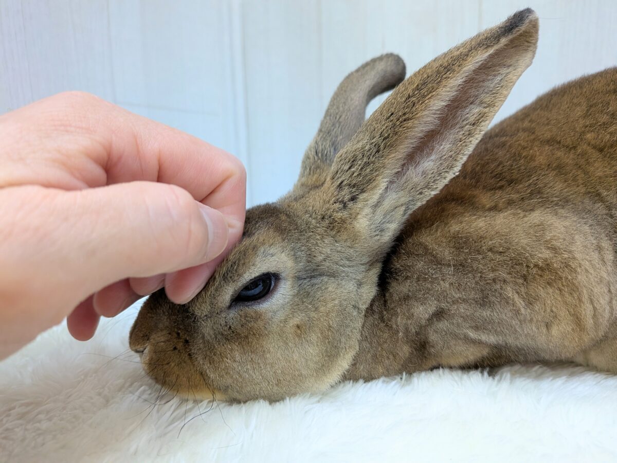 最新画像あります!とってもキュートなレッキスさん💕このモフモフに触れてみてください😊☘️ ミニレッキス