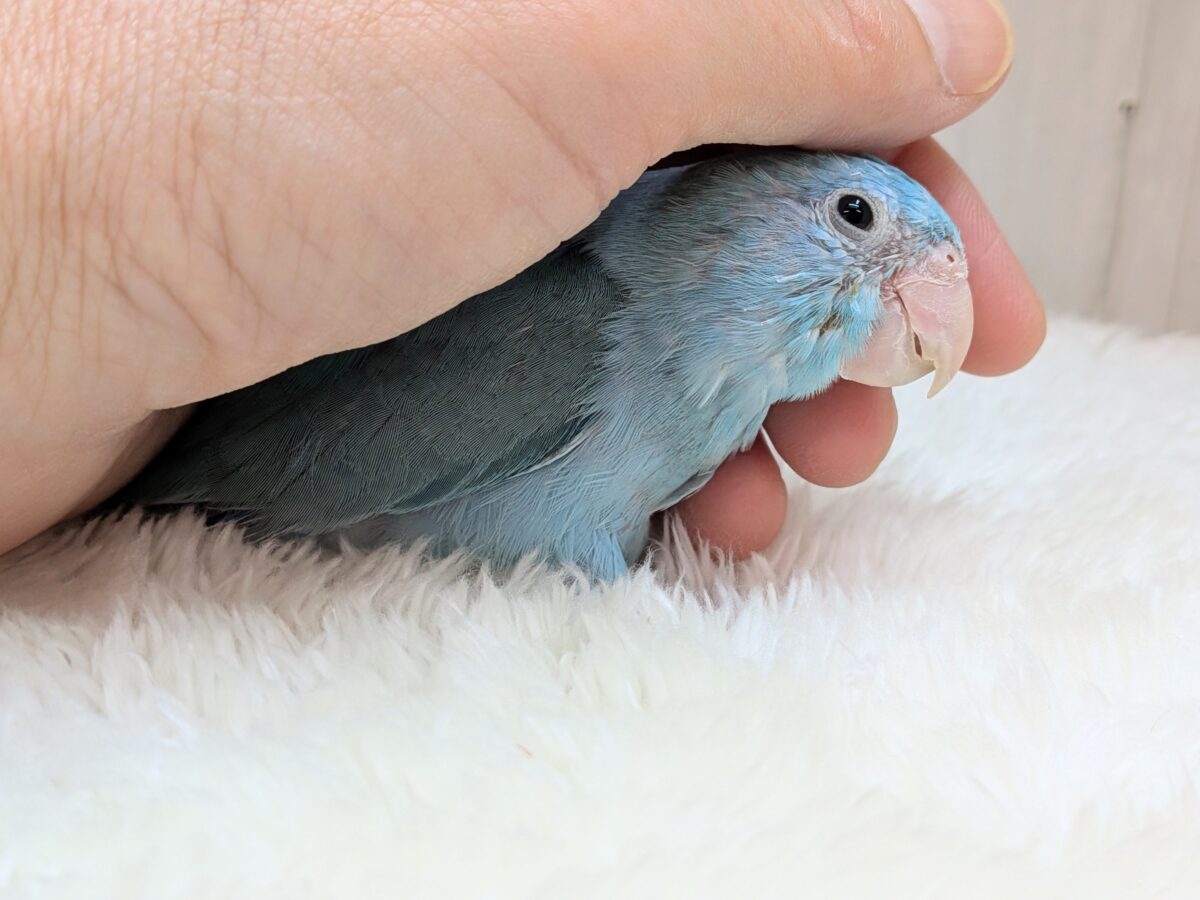 マメルリハ