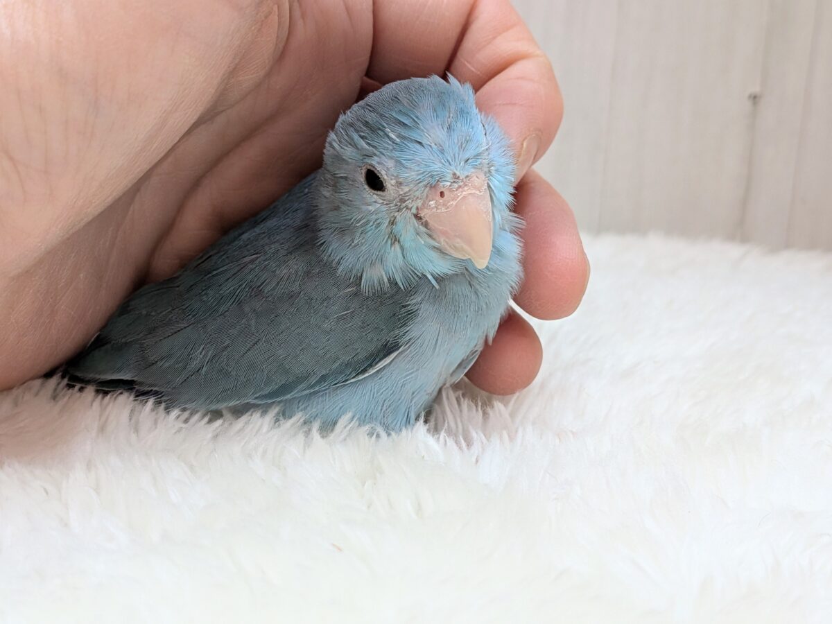 マメルリハ