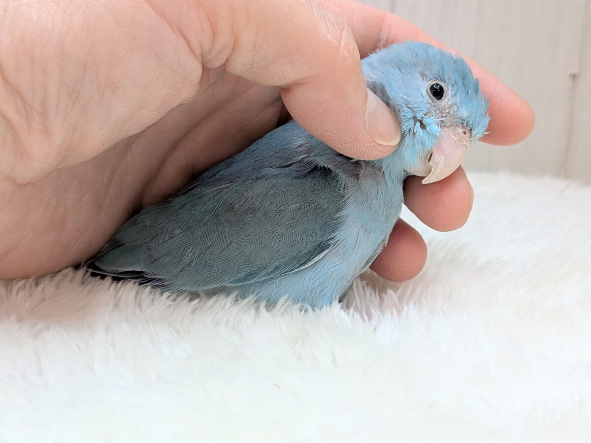 マメルリハ