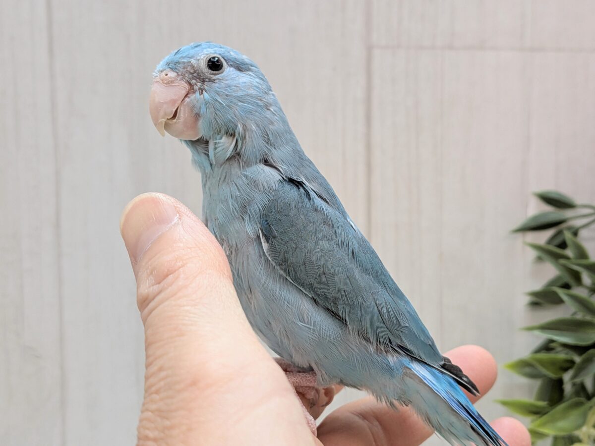 マメルリハ