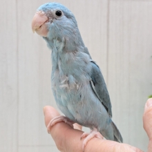 最新画像有ります🌟大きなお口でアピール上手‼️色鮮やかなブルーのマメルリハインコ🎀