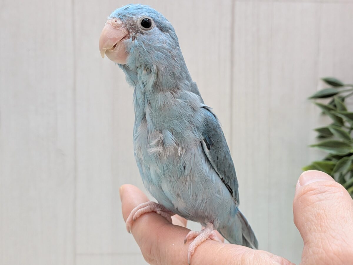 最新画像有ります🌟大きなお口でアピール上手‼️色鮮やかなブルーのマメルリハインコ🎀