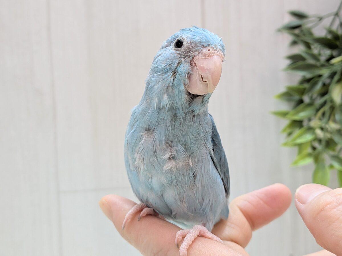 マメルリハ