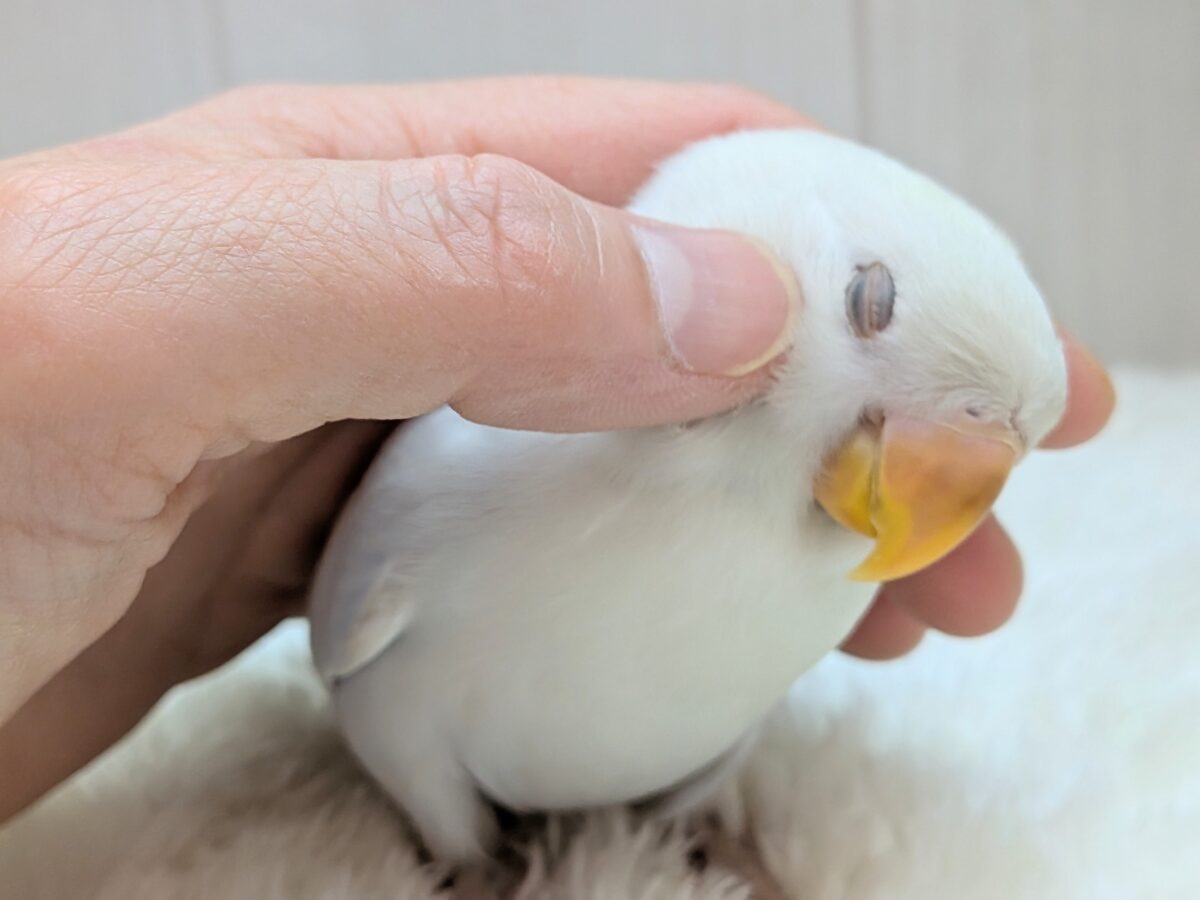 コザクラインコ（小桜インコ）